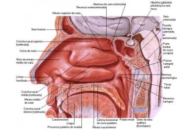 ANATOMIA DE LA NARIZ
